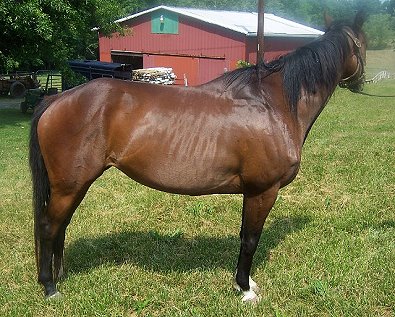 Thoroughbred Horse For Sale