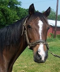 Thoroughbred Horse For Sale