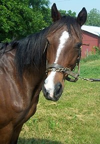 Thoroughbred Horse For Sale