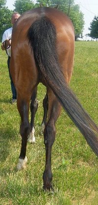 Thoroughbred Horse For Sale