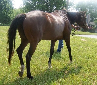 Thoroughbred Horse For Sale
