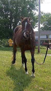 Thoroughbred Horse For Sale