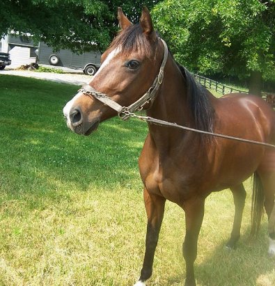 "GW" is a well bred quiet mare that is suitable for hunters.