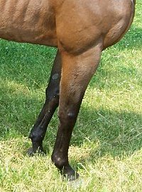 Thoroughbred Horse For Sale
