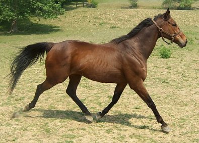 Thoroughbred Horse For Sale