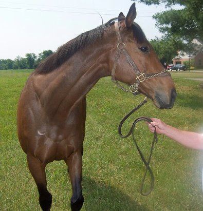 Thoroughbred Horse For Sale