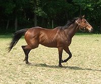 Thoroughbred Horse For Sale