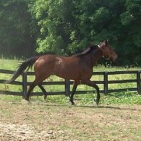 Thoroughbred Horse For Sale