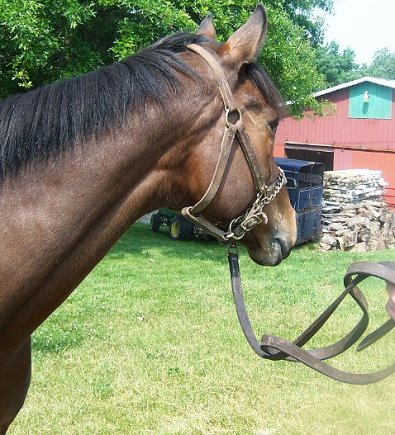 Thoroughbred Horse For Sale