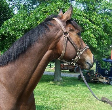 Thoroughbred Horse For Sale