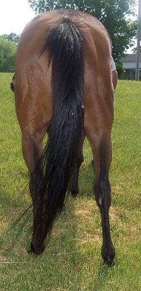 Thoroughbred Horse For Sale