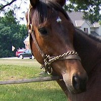 Thoroughbred Horse For Sale