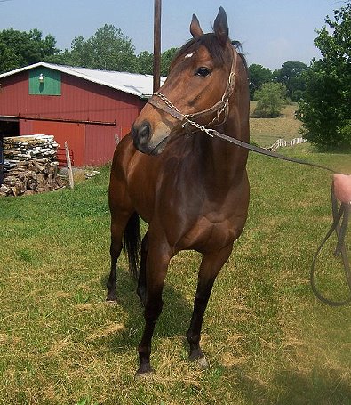 Thoroughbred Horse For Sale