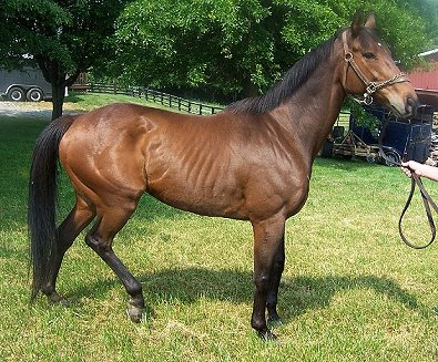 Thoroughbred Horse For Sale