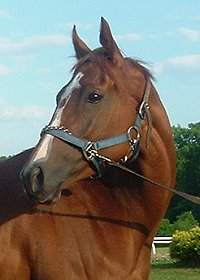Ides Pride was a Prospect Horse For Sale in June 2007. 
