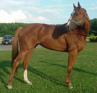 Thoroughbred Horse For Sale