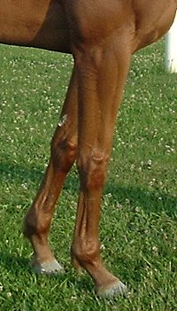 Thoroughbred Horse For Sale