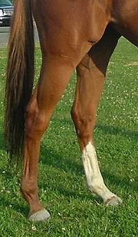 Thoroughbred Horse For Sale