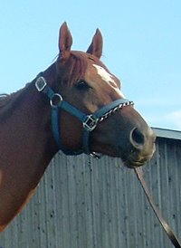 Thoroughbred Horse For Sale