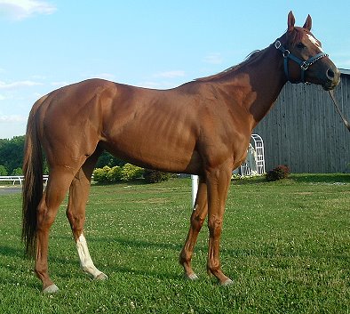 Ides Pride was a Prospect Horse For Sale in June 2007. 