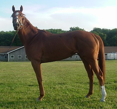 Thoroughbred Horse For Sale