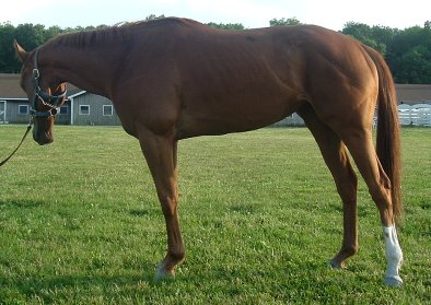 Thoroughbred Horse For Sale