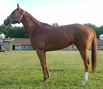 Thoroughbred Horse For Sale
