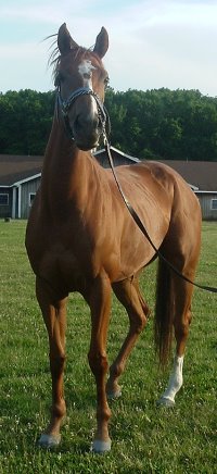 Thoroughbred Horse For Sale