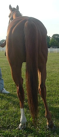 Thoroughbred Horse For Sale