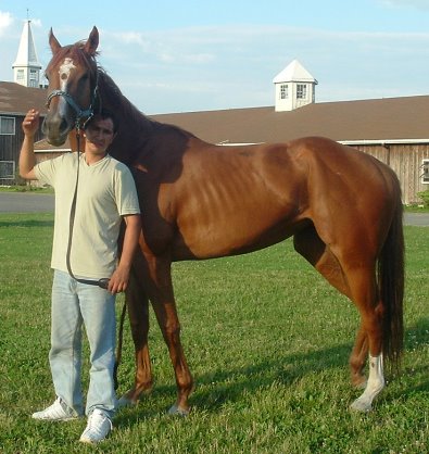 Thoroughbred Horse For Sale