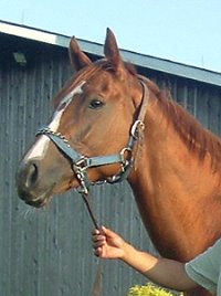 Thoroughbred Horse For Sale