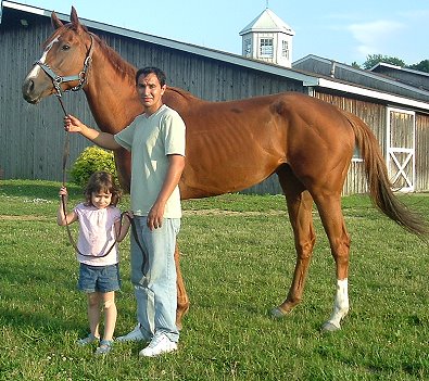 Thoroughbred Horse For Sale