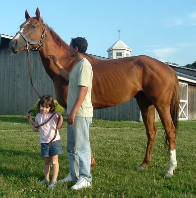 Thoroughbred Horse For Sale