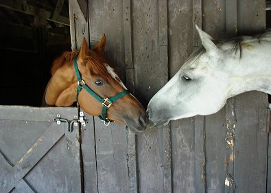 Ides Pride at the GMHA horse show.