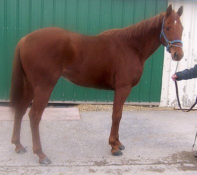 Thoroughbred horse for sale. Please call for more information. We do not give prices by e-mail.
