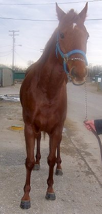 Thoroughbred horse for sale. Please call for more information. We do not give prices by e-mail.
