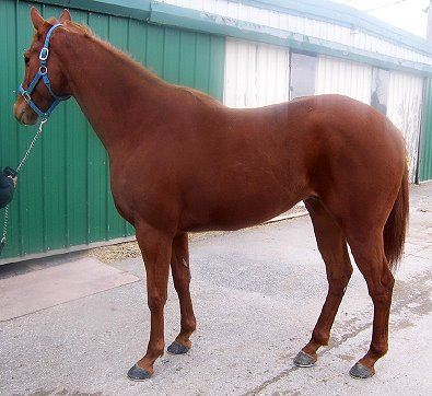 Jo Sly Pack is Moe Dandy's four year-old, younger, full brother. 