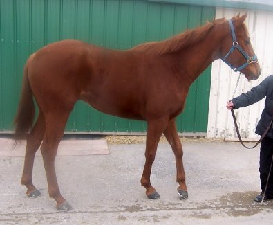 Thoroughbred horse for sale. Please call for more information. We do not give prices by e-mail.