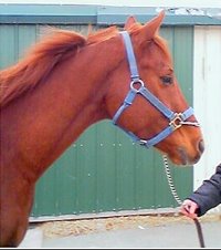 Thoroughbred horse for sale. Please call for more information. We do not give prices by e-mail.
