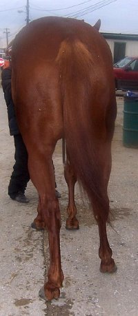 Thoroughbred horse for sale. Please call for more information. We do not give prices by e-mail.