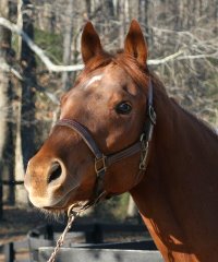 Thoroughbred horse for sale. Please call for more information. We do not give prices by e-mail.