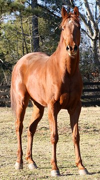 Jo Sly Pack is now an OTTB!