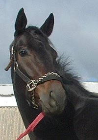Thoroughbred Horse For Sale
