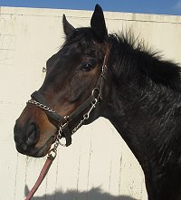 Thoroughbred Horse For Sale
