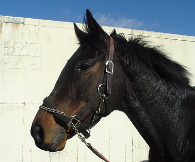 Thoroughbred Horse For Sale