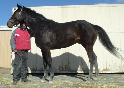Thoroughbred Horse For Sale