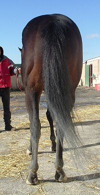 Thoroughbred Horse For Sale