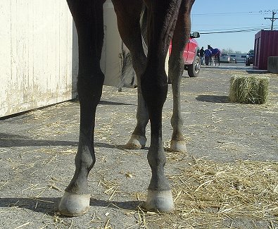 Thoroughbred Horse For Sale