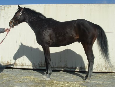 Thoroughbred Horse For Sale