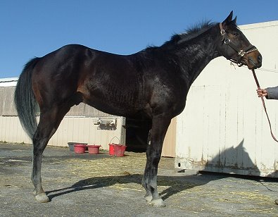Dark bay Thoroughbred horse for sale.